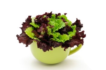 Lettuce and Lolo Rosso in a bowl on a white background