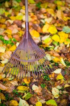 Old rake and maple leafs on the ground, vertical shot.