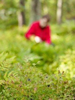 Focus on foreground undergrowth, on the background woman pick up blueberries - copy space