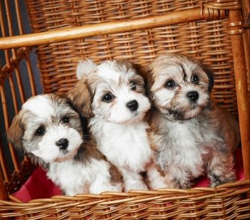 Three bichon havanese puppies inside the basket, age seven week