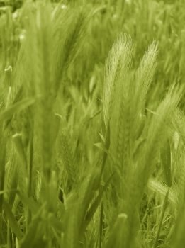 ear of green wheat background.