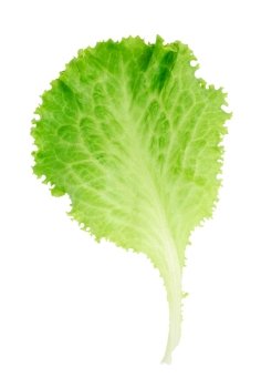 Leaf of lettuce isolated on white background. Lettuce
