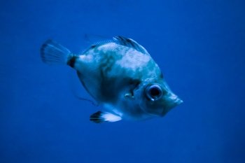 Boarfish (Capros aper) in an aquarium with blue water - Genoa, Italy