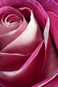 Macro, shallow depth of field image of a single pink rose.  Focus near centre and edges of petals.