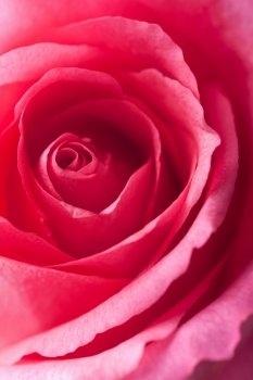 beautiful pink rose 