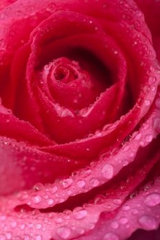 beautiful pink rose with water droplets (shallow focus)
