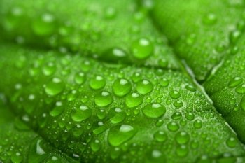 fresh green leaf with water droplets (shallow DOF)