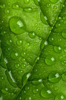 fresh green leaf with water droplets 