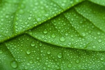 fresh green leaf with water drops