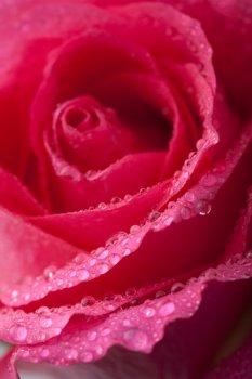 beautiful pink rose with water droplets
