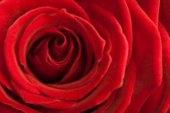 beautiful red rose background 
