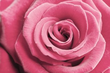 beautiful pink rose background 