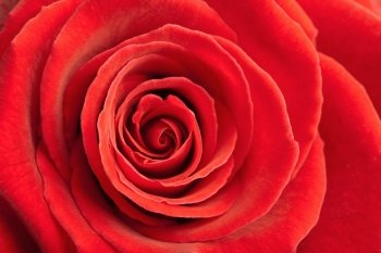  beautiful red rose background