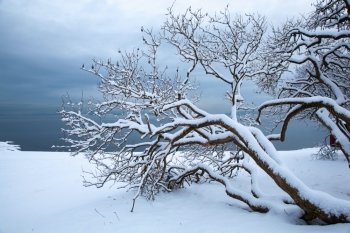 Norwegian winter fjord landscape with tree