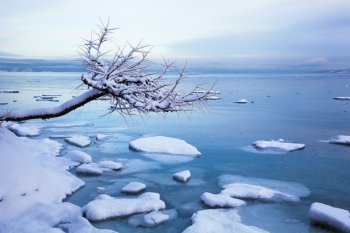 Norwegian winter fjord landscape with tree and ice 