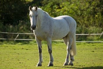 A beautiful white horse standing in a summer paddock