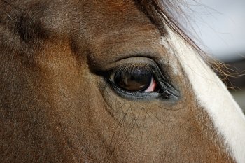 Close up of the eye of a young horse