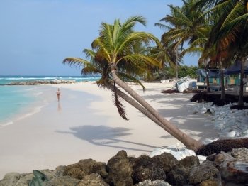 Beach with runner and palm trees in island Barbados          