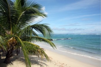 Palm tree on the white sand beach and sea in Samoa 
