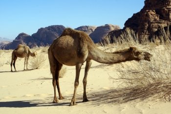 Two camels and bush in Wadi Rum desert, Jordan               