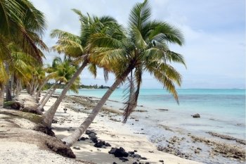 Palm trees on the white sand beach in Savaii island, Samoa 