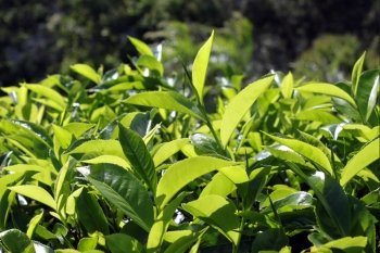 Green tea leaves on the mountain tea plantation in Sri Lanka