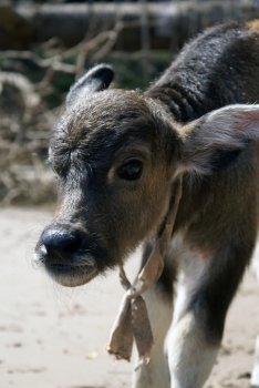 Calf in the village, Laos                  