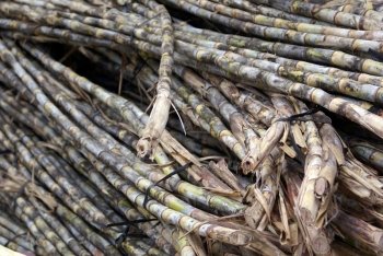 Sugar cane on the market in Vietnam                   