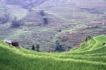 Rice terraces near Xinjie in China