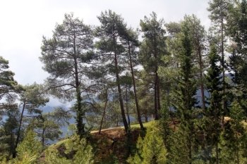 Pine forest on the Lycian way near Gedelme, Turkey