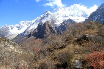 Bush and snow mountain near Samagoon in Nepal