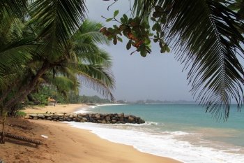 Palm trees on the sand beach