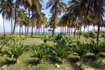 Plantation of coconut trees on the Nilaveli beach, Sri Lanka