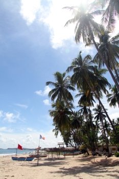 Boats and palm trees on the Upuveli beach, Sri Lanka