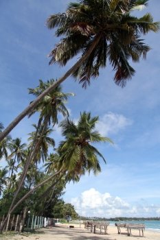 Palm trees on the Upuveli beach, Sri Lanka