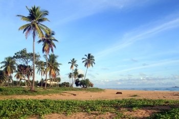 Palm trees on the Nilaveli beach in Sri Lanka