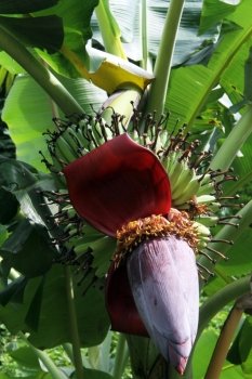 Big banana flower on the tree in the forest
