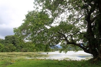 Big green tree near lake in Sri Lanka
