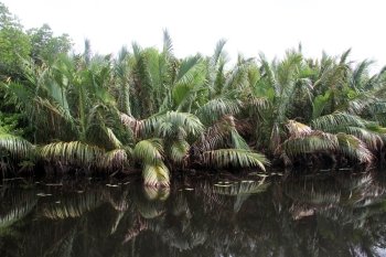 Palm trees near the river in Sri Lanka
