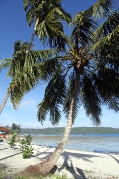 Palm tree on the sand beach Pantai Sorak in Nias, Indonesia