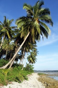 Palm trees on the Psntai Sorak beach in Nias, Indonesia