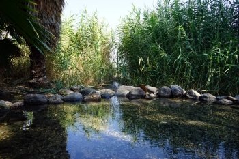 Green cane and holy spring near Kinneret, Israel