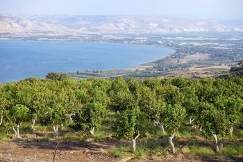 Orchard on the bank of Kinneret lake, Israel