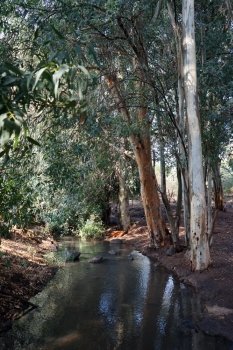 River in eucalyptus grove in Israel                               