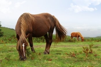 two wild pottok horses in a field. wild pottok horses