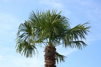 The palm-frond of a coconut tree, with blue sky    Die palmwedel einer Kokospalme,mit blauem Himmel