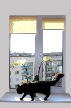 black cat walking on the window-sill with beautiful orchid