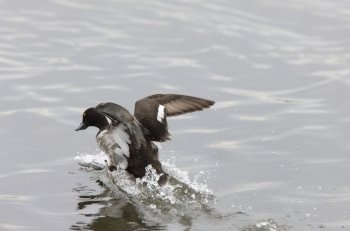 Duck taking flight in pond taking off