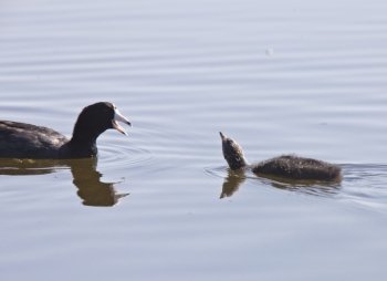 Coot Waterhen Babies in pond in Saskatchewan Canada