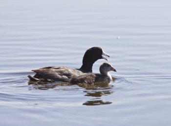 Coot Waterhen Babies in pond in Saskatchewan Canada